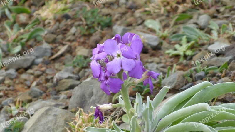 Madeira Flower Purple Portugal Flora