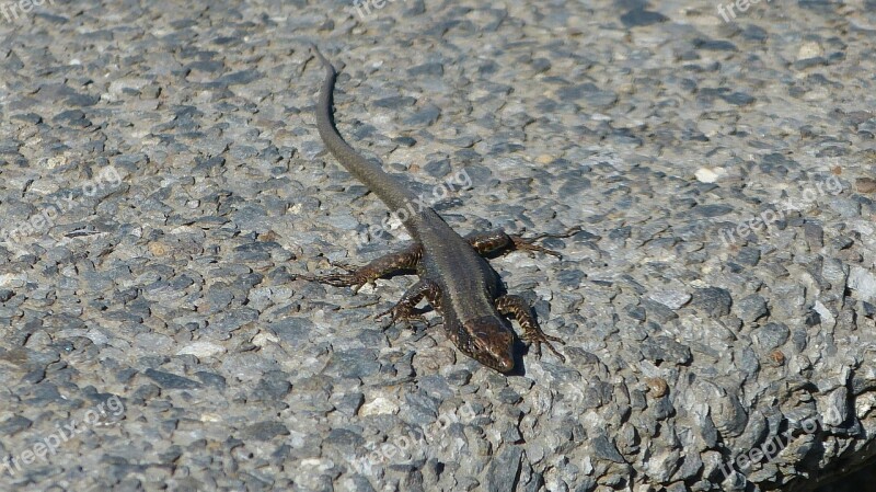 Madeira Portugal Lizard Free Photos