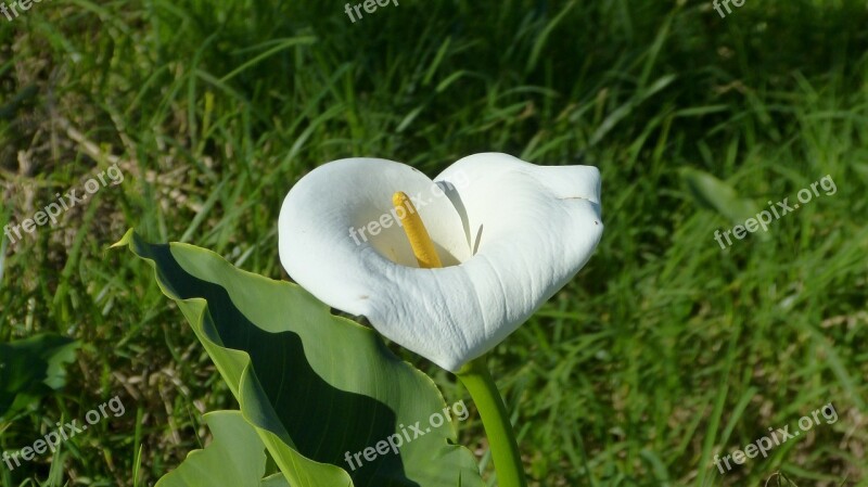 Madeira Portugal Flora Flower Free Photos