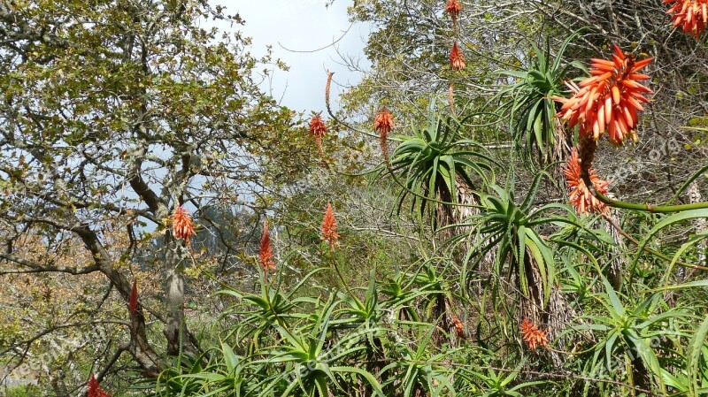 Madeira Portugal Flora Free Photos