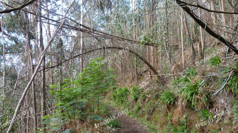 Madeira Portugal Levada Trail Vacations