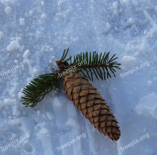 Pine Cones Nature Fir Tree Tree Winter