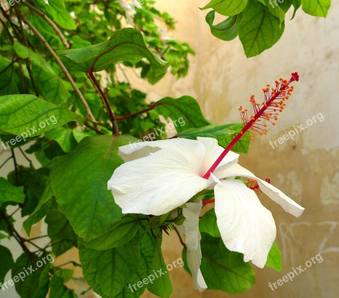 Hibiscus Plant Blossom Bloom Green