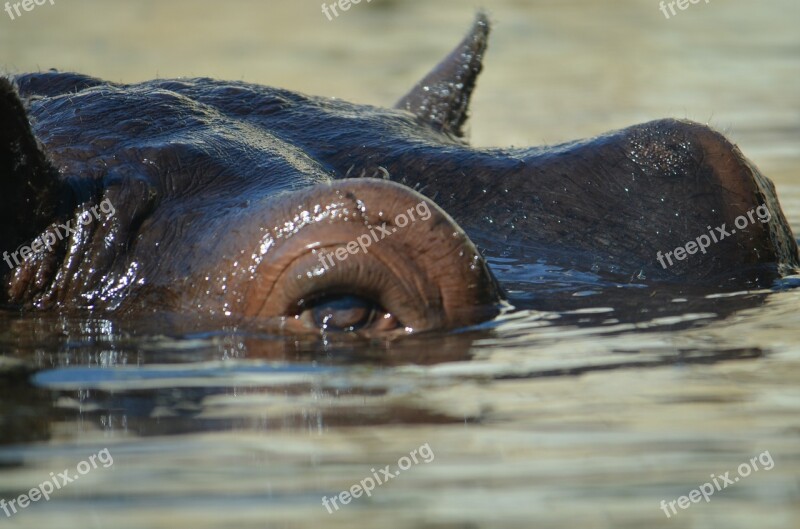 Hippo Zoo Submerged Large Display Stay Afloat Free Photos