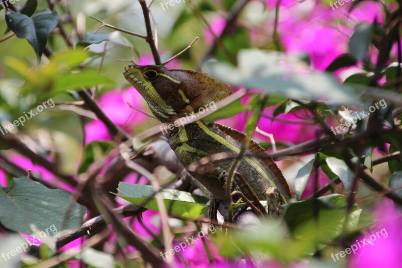 Lizard Animal World Nature Animals Camouflage