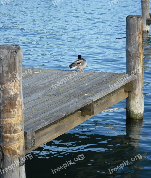 Duck Birds Waterfront Lake Balaton Balatonfüred