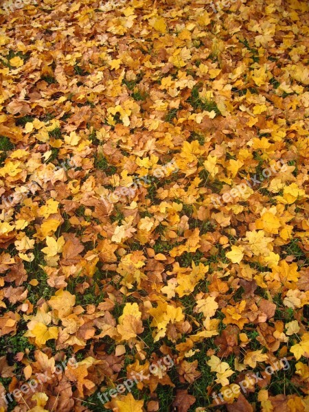 Autumn Fall Foliage Golden Autumn Leaves Leaves In The Autumn