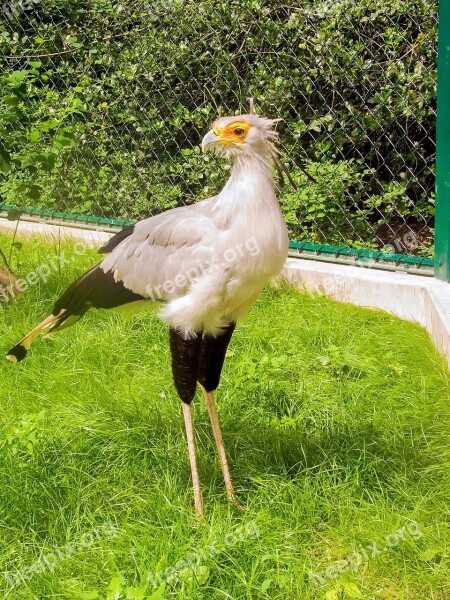 Secretary Raptor Bird Secretary Bird Animal