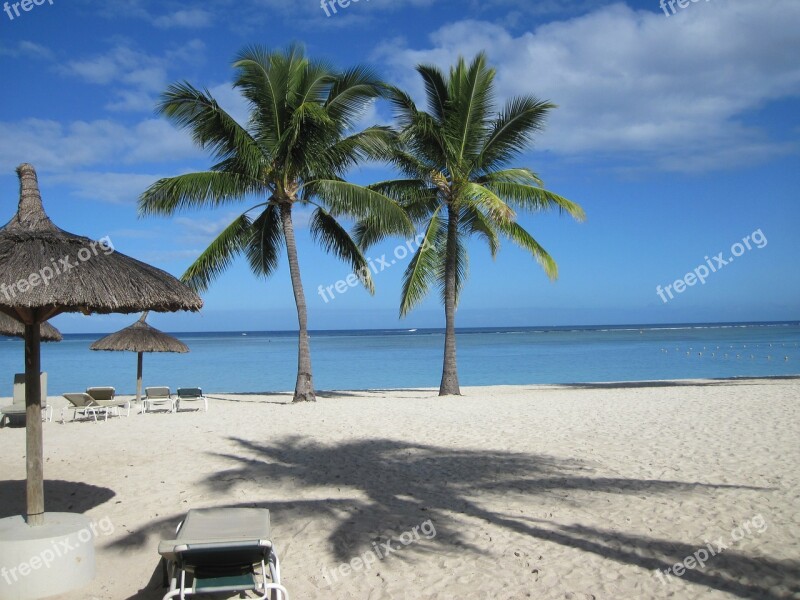 Beach Palms Trees Sea Water