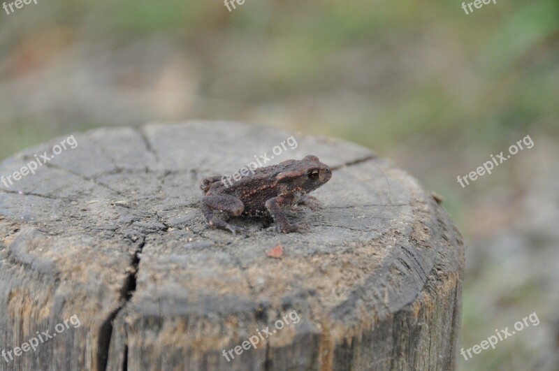 Frog Amphibian Outside Wildlife Close-up