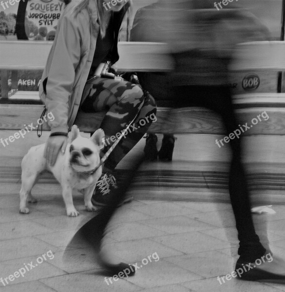 Movement Dog Metro Stockholm Free Photos