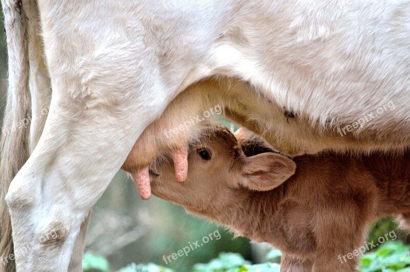 Calf Cow Mom Mom And Son Animals