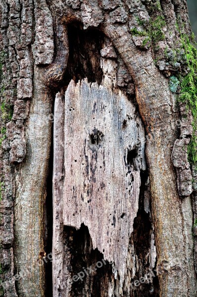 Trunk Tree Bark Tree Trunk Plant