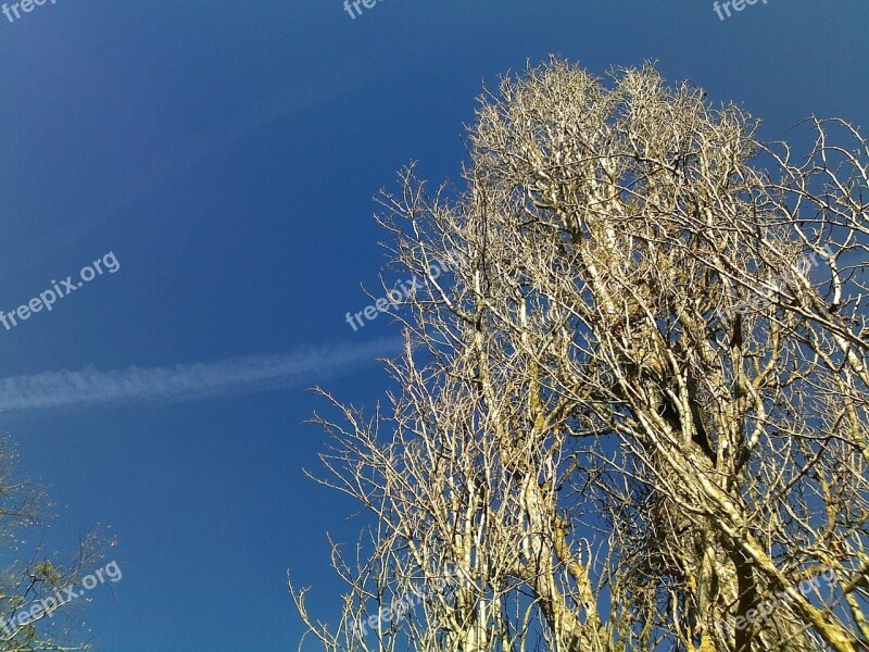 Sky Tree Contrail Free Photos