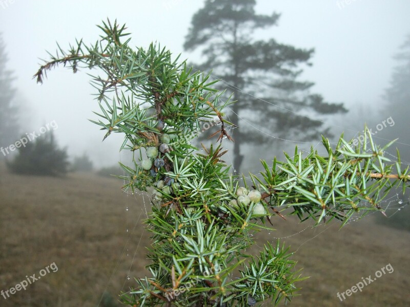 Juniper In The Fog Spider Web In The Juniper Juniper Autumn Free Photos