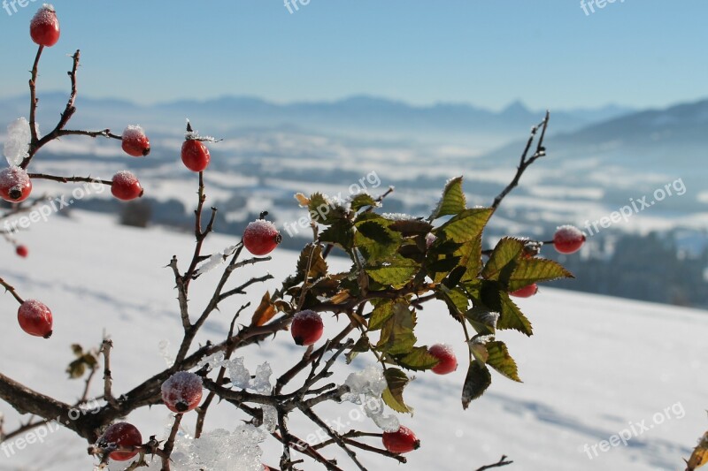 Rose Hip Frozen Wild Rose Bush Snow Rosebush