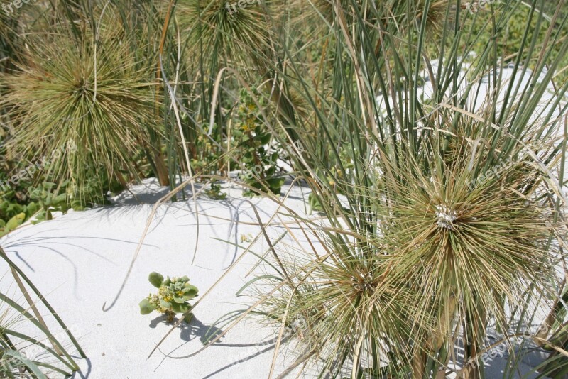 Dune Grass Needle Grass In The Sand Dune Fauna Free Photos