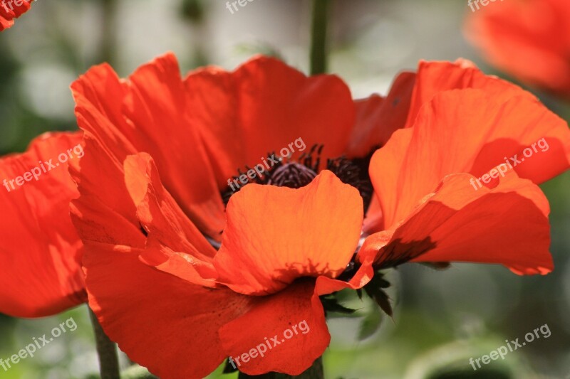 Poppy Orange Red Blossom Bloom