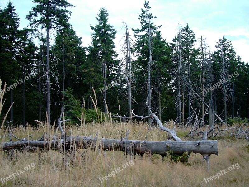 Thuringian Forest Rennsteig Thuringia Germany Forest Kahl