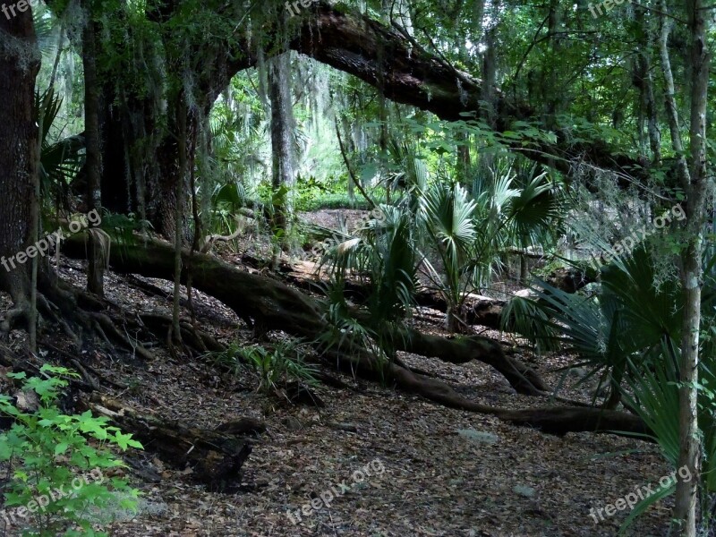 Jungle Botanical Garden Forest Georgia Nature