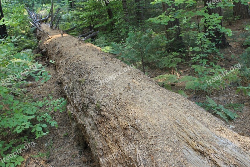 Tree Death Nature Free Photos