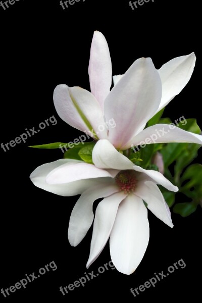 Magnolia Tender Pink Spring Blossom