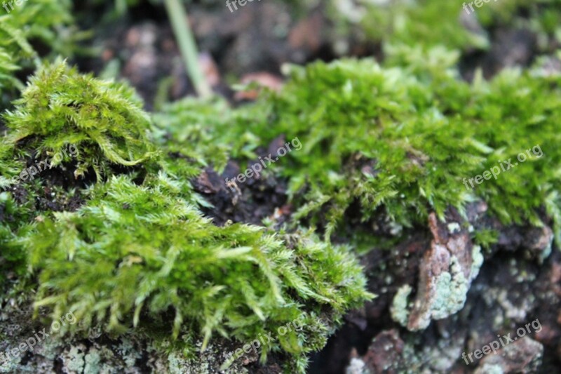 Moss Nature Green Close Up Free Photos