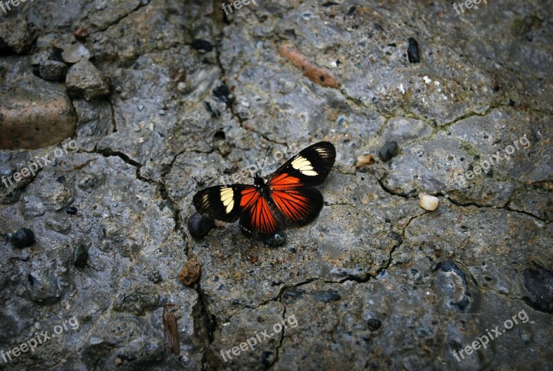 Butterfly Stone Nature Colors Beauty