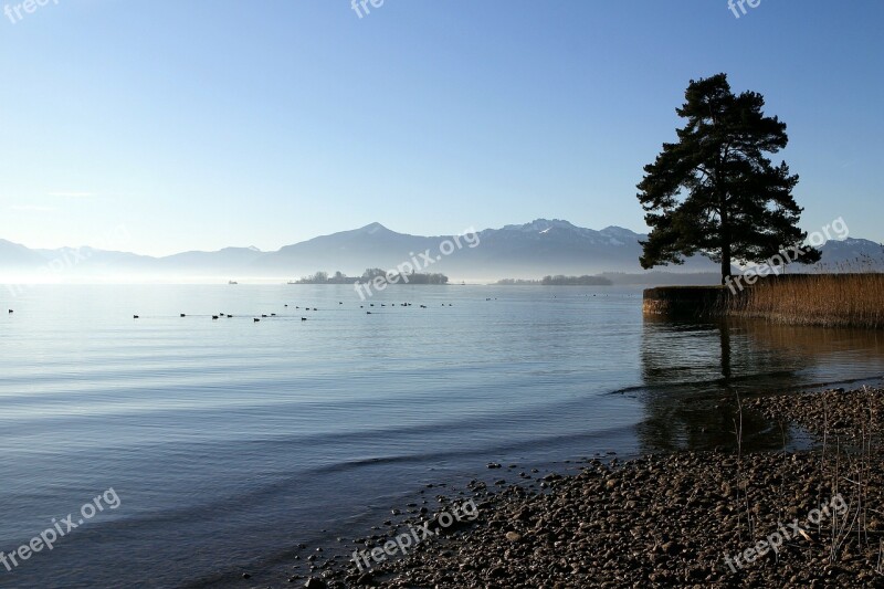 Chiemsee Upper Bavaria Tree Lake Bank