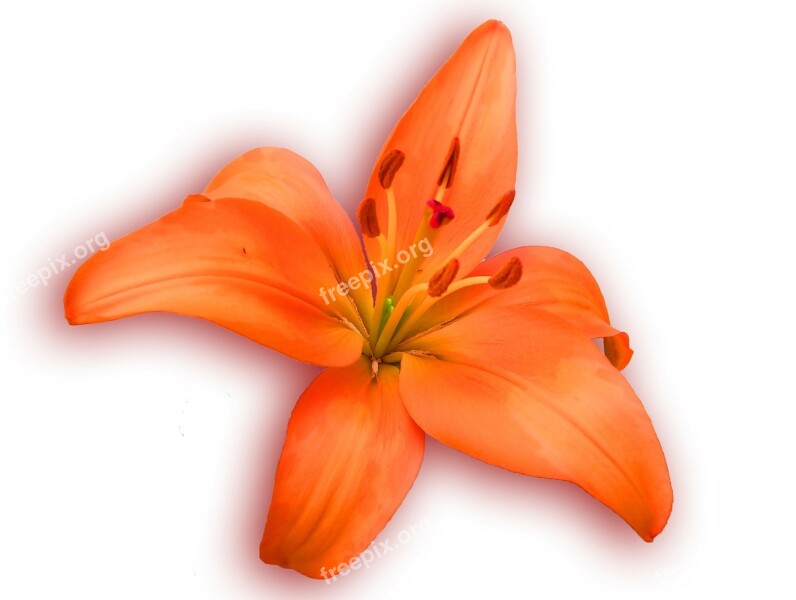 Lily Orange Spring Bloom Blossom