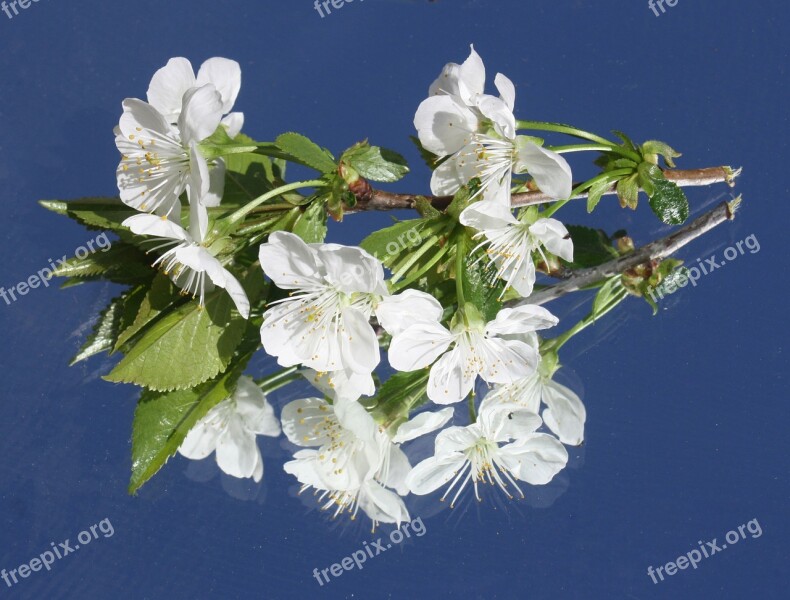 Cherry Blossom White Branch Spring Bloom