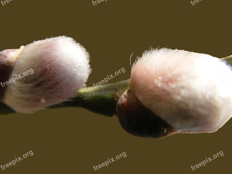 Willow Catkin Soft Fluffy Free Photos