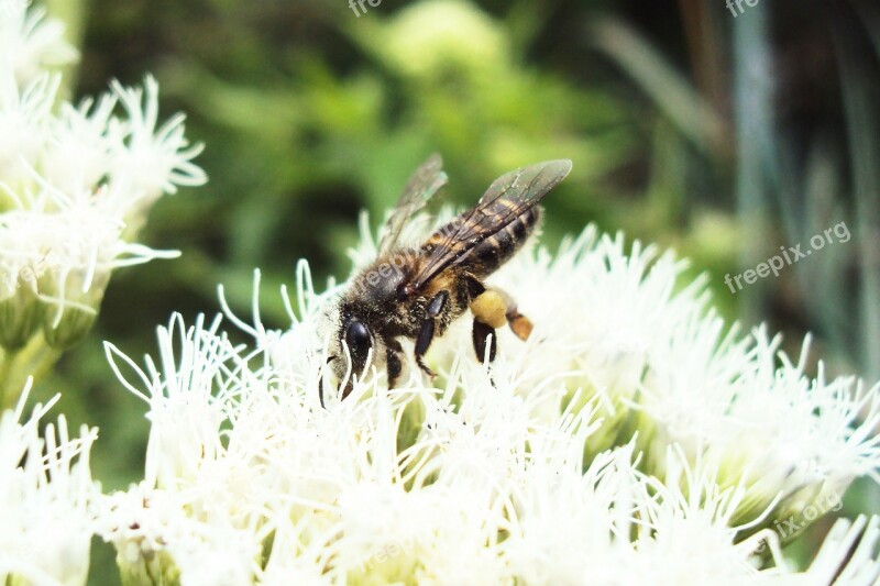 Bee Honey Bee Sting Sri Lanka Ceylon