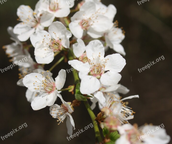 Cherry Blossoms Hell White Spring Risen