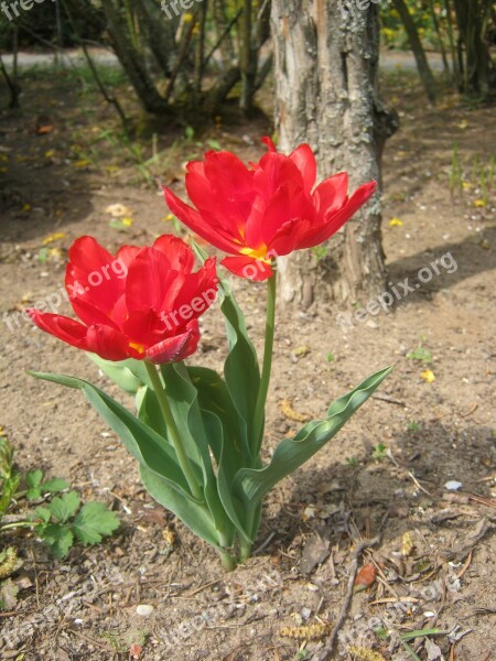 Tulips Red Spring Bloom Blossom