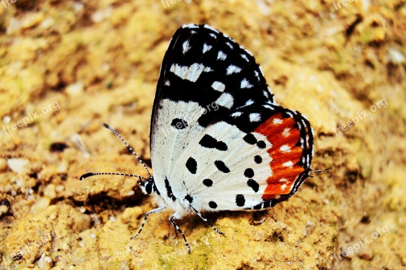 Butterfly Rhopalocera Deltota Sri Lanka Mawanella