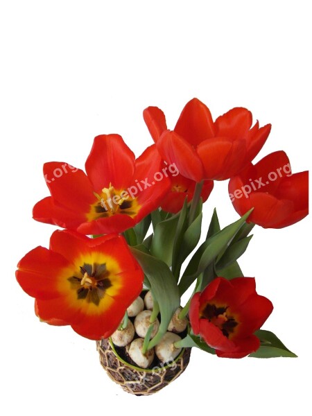 Tulips Red Spring Bloom Blossom