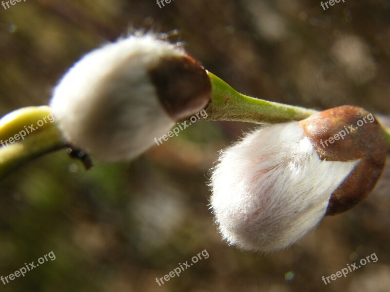 Willow Catkin Spring March Snowdrop Free Photos