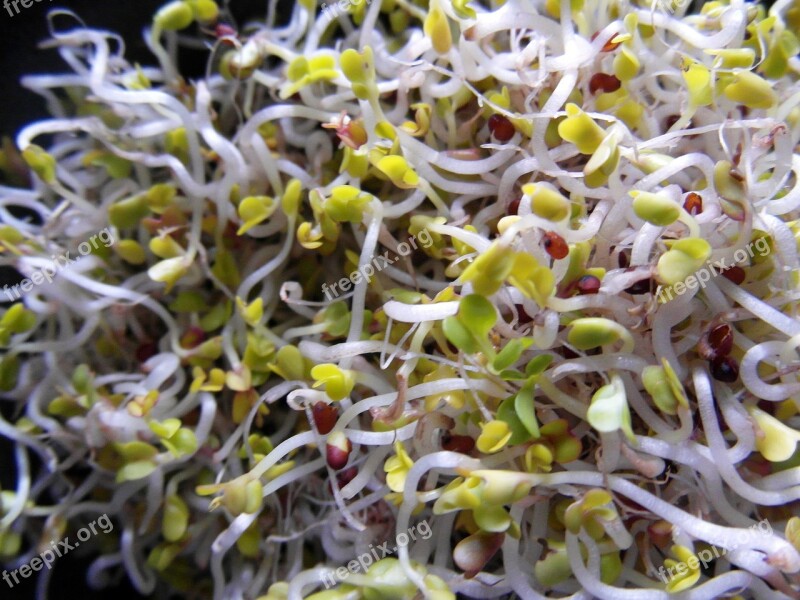 Seedlings Broccoli Grow Germinate Bio