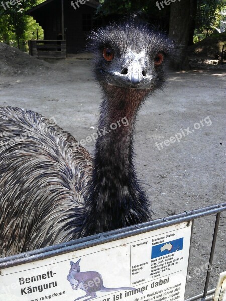 Emu Animal Park Ulm Wild Animal Head Flightless Laufvogel