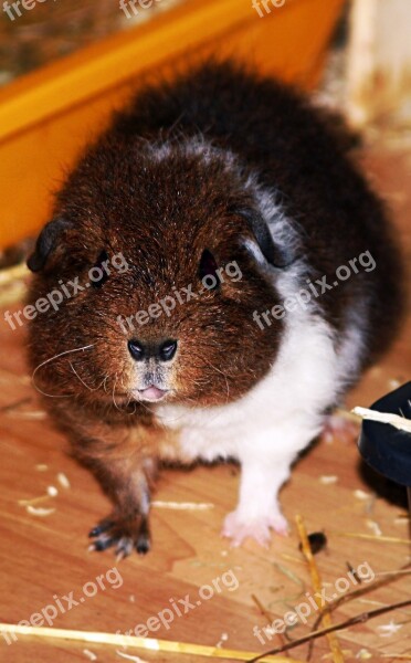 Rex Guinea Pig Pet Young Fluffy Goldagouti White