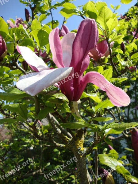 Lily Blossom Bloom Close Up Free Photos