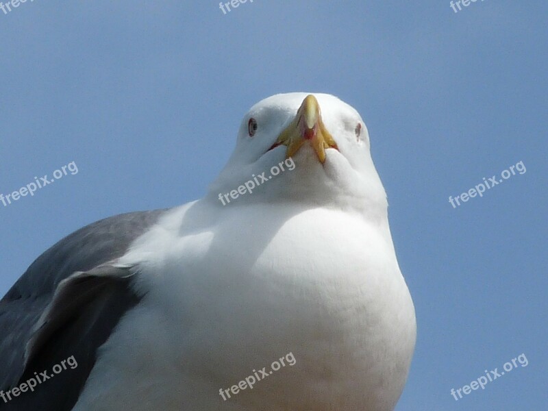 Seagull Summer Sea Birds Animal