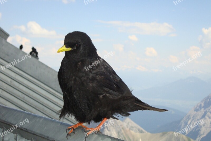 Jackdaw Bird Mountain Jackdaw Mountain Bird Black