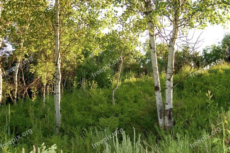 Birch Brkenwald Trees Free Photos