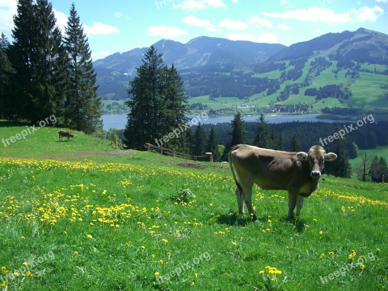 Ellegghoehe Gruentensee Alpine Pointed Edelsberg Cow