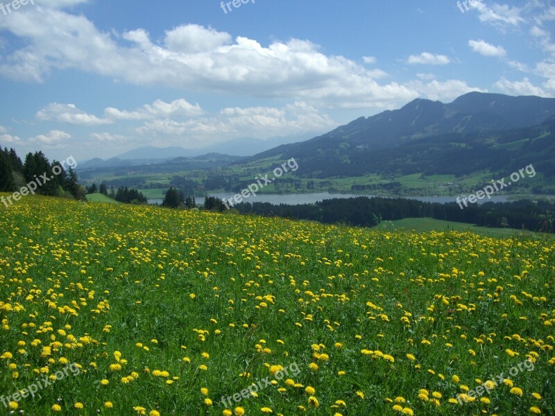 Dandelion Meadow Alpine Pointed Edelsberg Gruentensee Allgäu