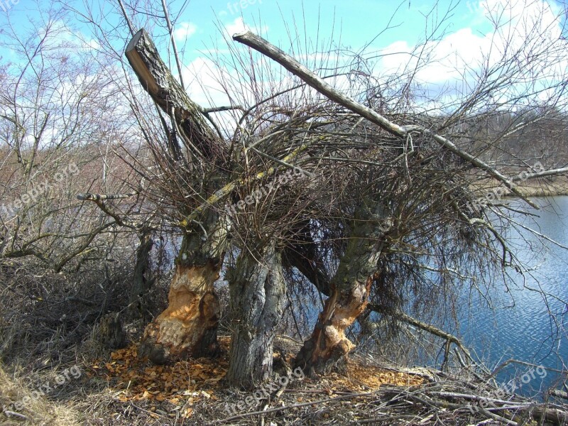 Beaver Tracks Riparian Zone Stretch Free Photos