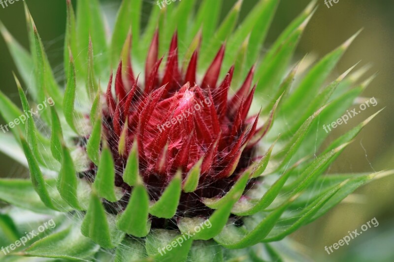 Flower Flowers Nature Plant Star