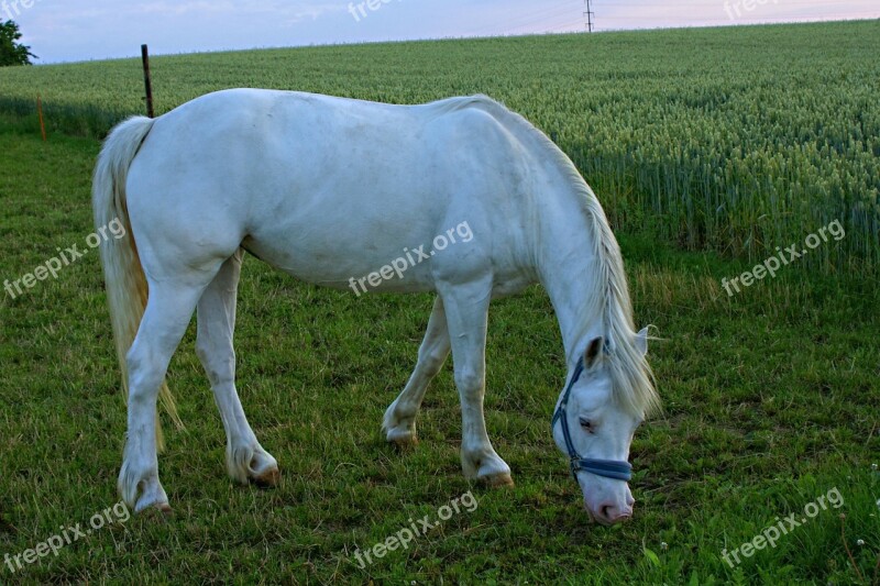 Horse Mold Grazing Evening Light Pasture